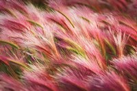 Foxtail Barley II Fine Art Print