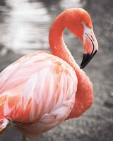 Flamingo I on BW Fine Art Print