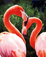 Flamingo II Fine Art Print