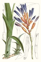 Tropical Plants I Fine Art Print