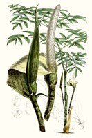 Tropical Plants IV Fine Art Print