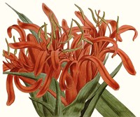 Striking Coral Botanicals I Fine Art Print