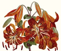 Striking Coral Botanicals II Fine Art Print