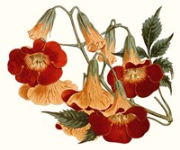 Striking Coral Botanicals IV Fine Art Print