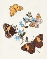 Butterflies & Moths I Framed Print