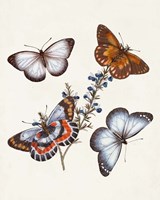 Butterflies & Moths III Framed Print