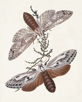 Butterflies & Moths V Framed Print