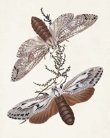 Butterflies & Moths V Fine Art Print