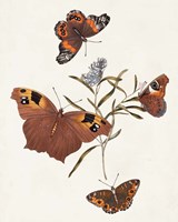 Butterflies & Moths VI Fine Art Print