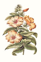 Flowering Hibiscus I Framed Print