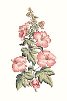 Flowering Hibiscus II Framed Print