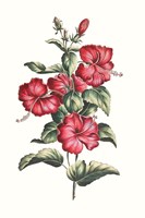 Flowering Hibiscus III Fine Art Print