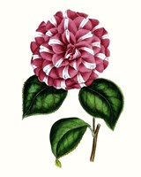 Grand Blooms I Framed Print