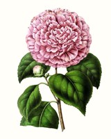 Grand Blooms II Framed Print