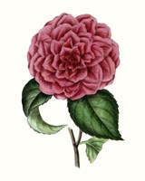 Grand Blooms III Framed Print