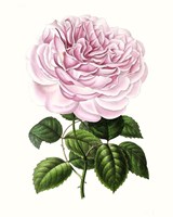 Grand Blooms IV Framed Print