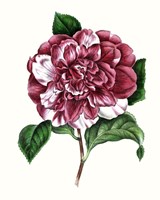 Grand Blooms V Framed Print