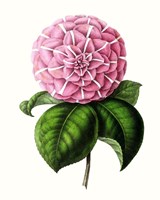 Grand Blooms VI Framed Print