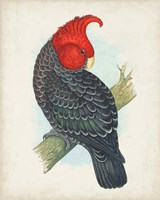 Antique Cockatoo I Framed Print