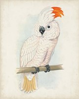 Antique Cockatoo II Framed Print