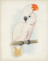 Antique Cockatoo II Fine Art Print