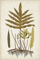 Fern Botanical I Framed Print