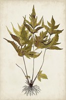 Fern Botanical II Framed Print