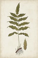 Fern Botanical III Framed Print