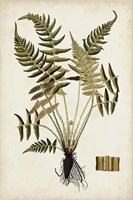 Fern Botanical IV Fine Art Print