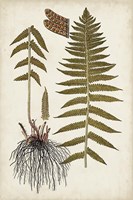 Fern Botanical V Framed Print