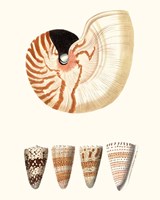 Shell Collection I Fine Art Print
