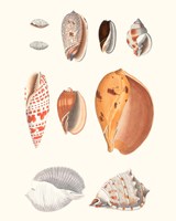 Shell Collection III Framed Print
