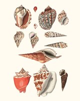 Shell Collection IV Fine Art Print