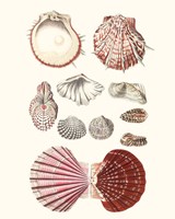 Shell Collection VI Framed Print