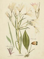 Antique Botanical Sketch I Framed Print