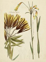 Antique Botanical Sketch II Framed Print