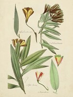 Antique Botanical Sketch III Framed Print