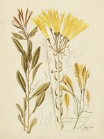 Antique Botanical Sketch IV Fine Art Print