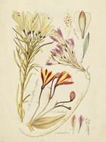 Antique Botanical Sketch V Fine Art Print