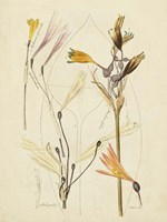 Antique Botanical Sketch VI Framed Print