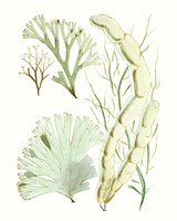 Antique Seaweed Composition I Fine Art Print