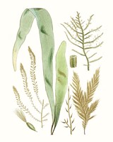Antique Seaweed Composition II Fine Art Print