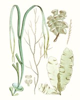 Antique Seaweed Composition IV Framed Print