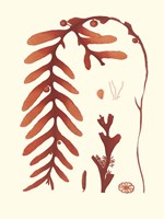Coral Seaweed II Fine Art Print