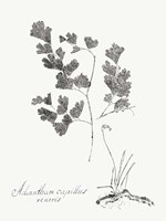 Botanical Imprint I Fine Art Print