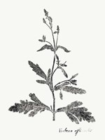 Botanical Imprint III Framed Print