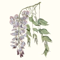 Graceful Botanical II Framed Print