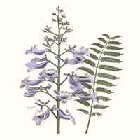 Graceful Botanical III Framed Print