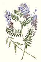 Graceful Botanical V Framed Print