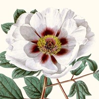 Cropped Antique Botanical II Fine Art Print